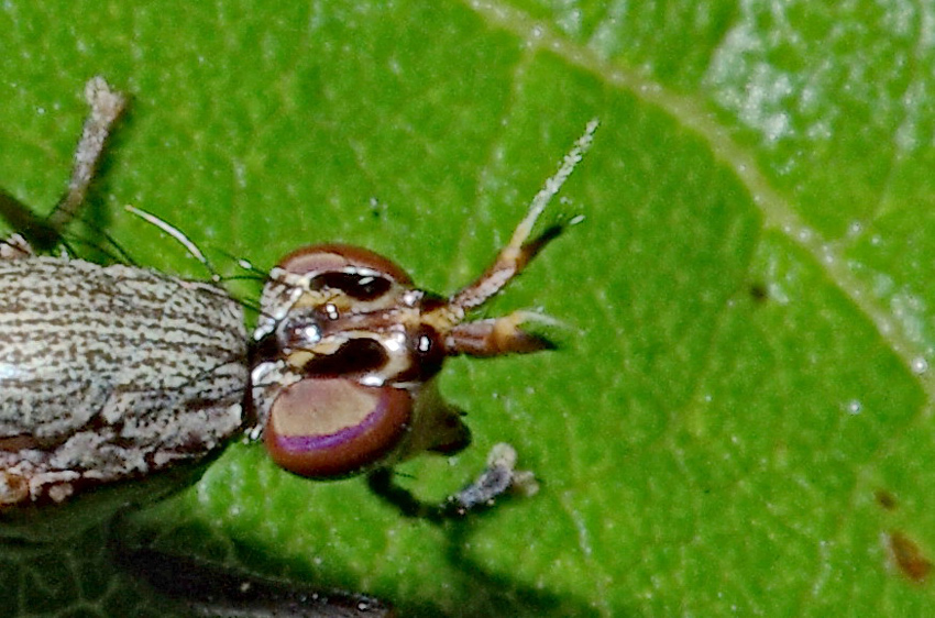 Sciomyziade: Coremacera marginata
